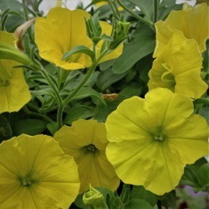 Capella yellow2_300x300